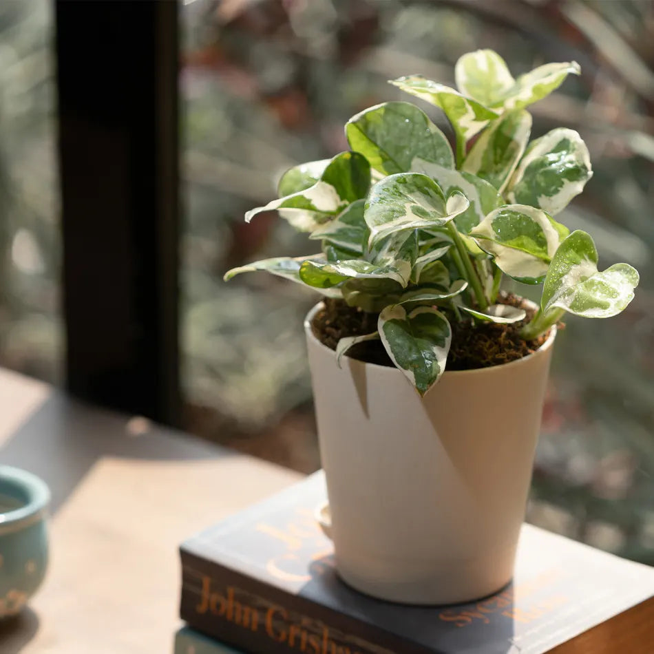 Money Plant N'Joy With Pot