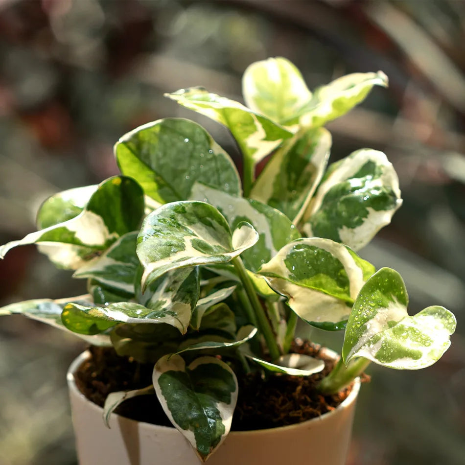 Money Plant N'Joy With Pot