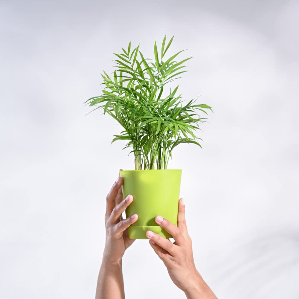 Bamboo Palm Plant With Pot
