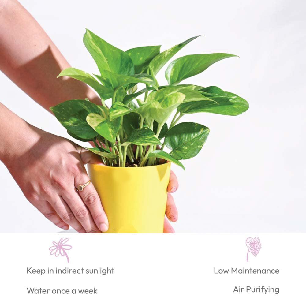 Money Plant Variegated