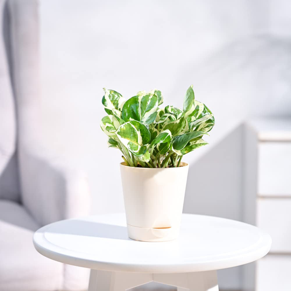Money Plant N'Joy With Pot