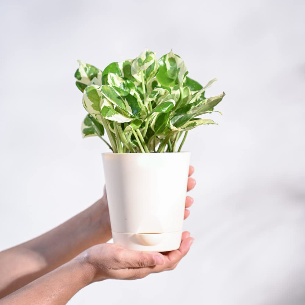 Money Plant N'Joy With Pot