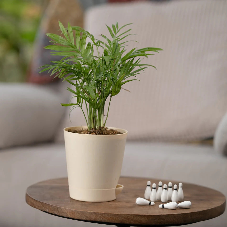 Bamboo Palm Plant With Pot