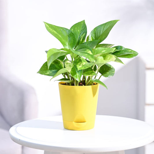 Money Plant Variegated With Pot