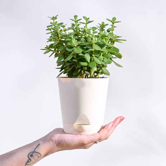 Good Luck Jade Plant