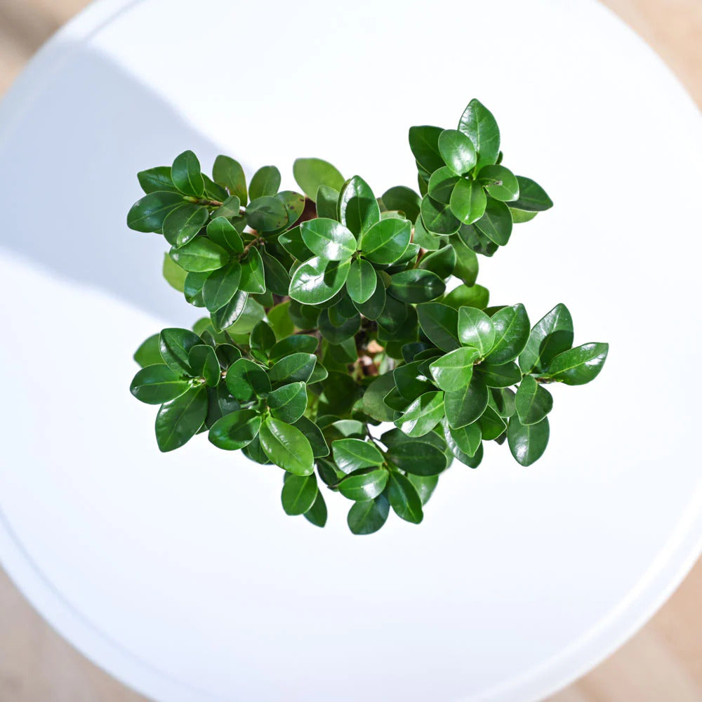 Ficus Bonsai Plant With Pot