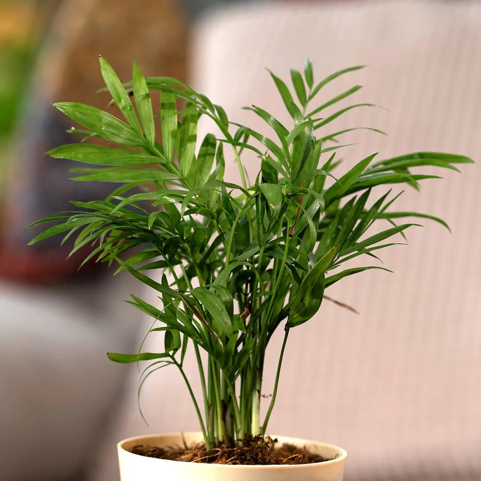 Bamboo Palm Plant With Pot