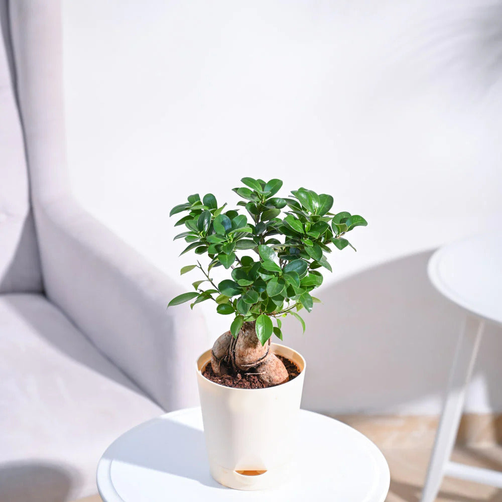 Ficus Bonsai Plant With Pot