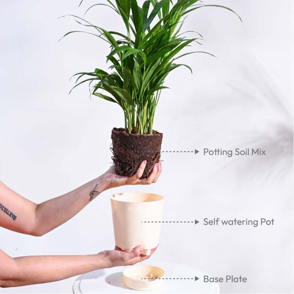Areca Palm Plant