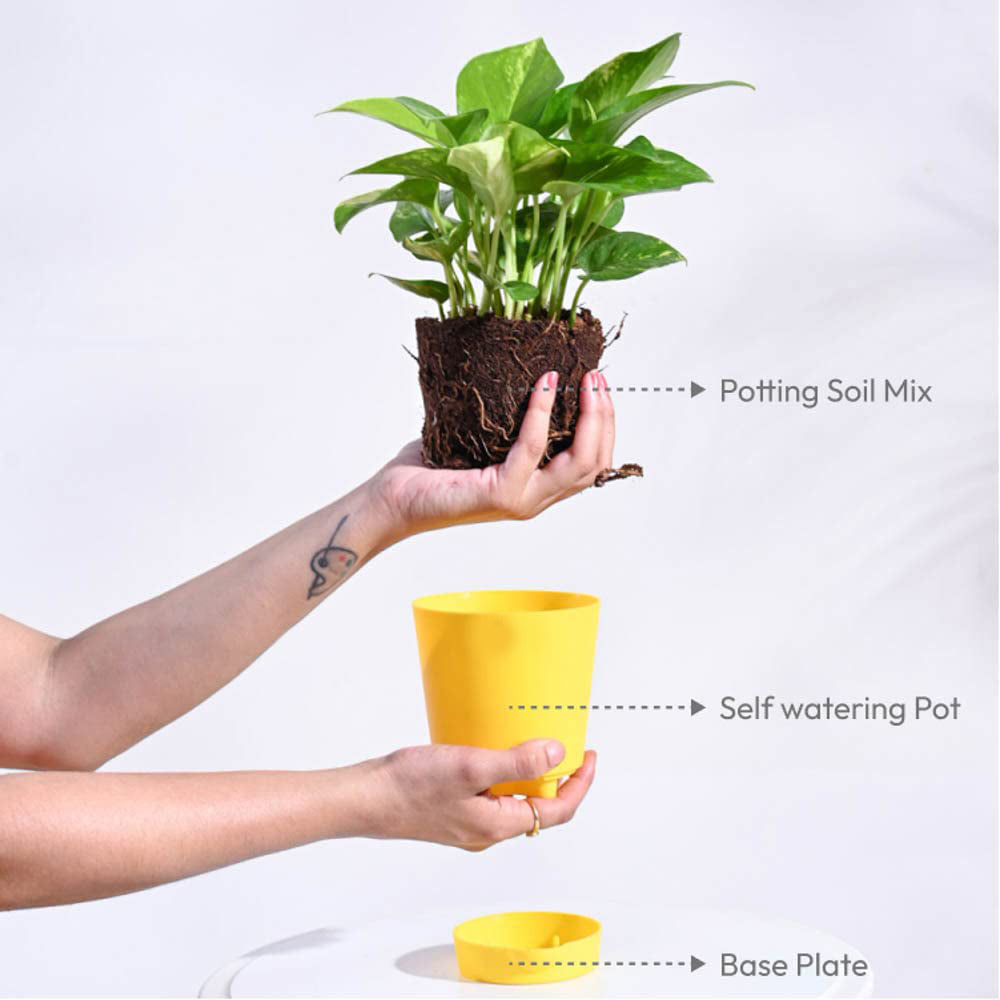 Money Plant Variegated With Pot