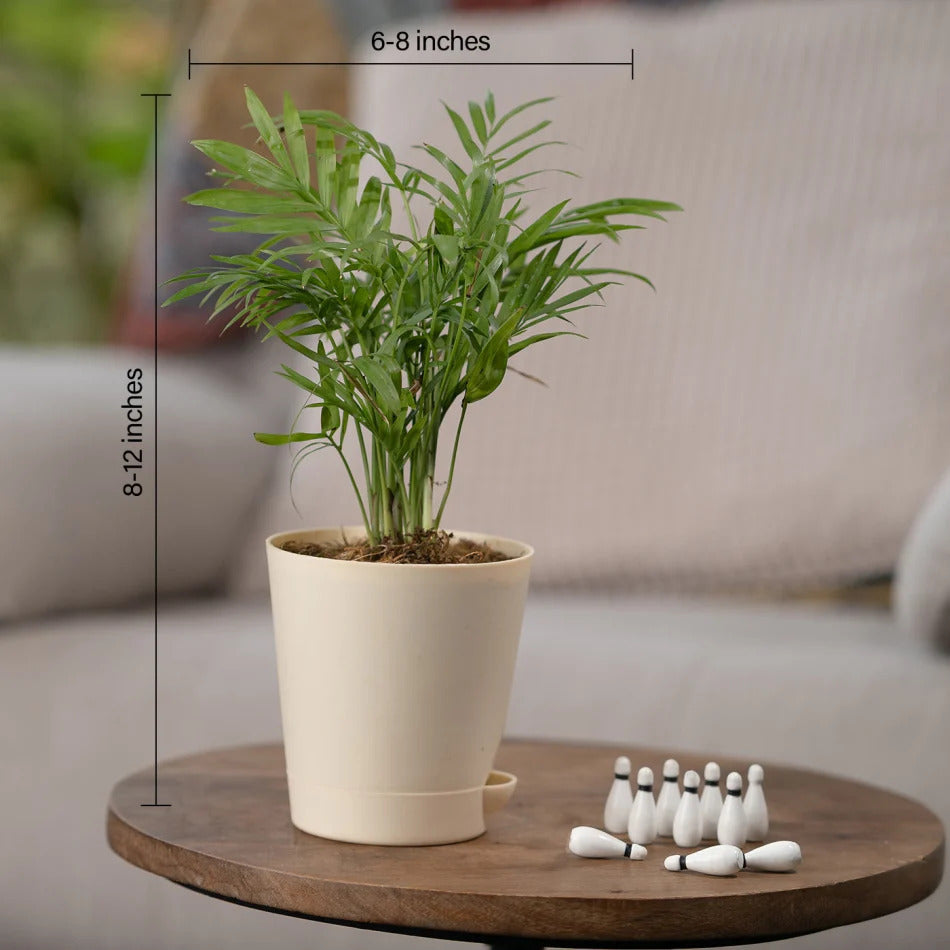 Bamboo Palm Plant With Pot