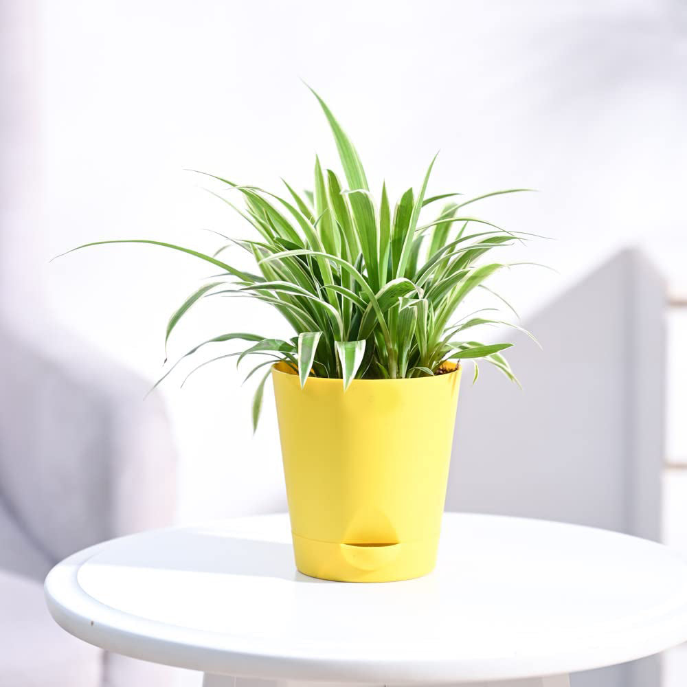 Chlorophytum Spider Plant