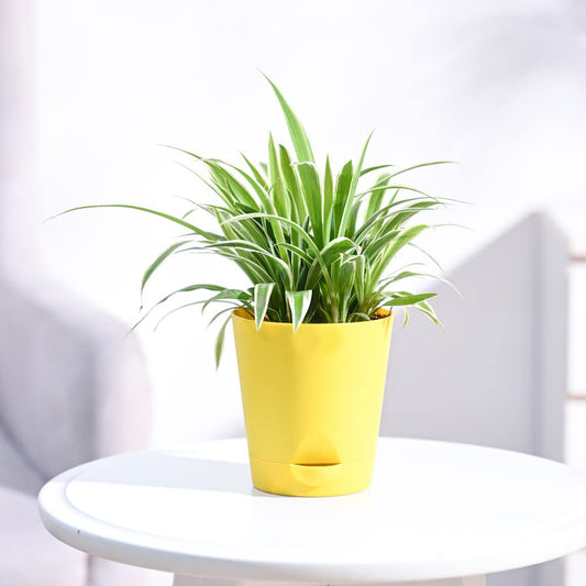 Chlorophytum Spider Plant