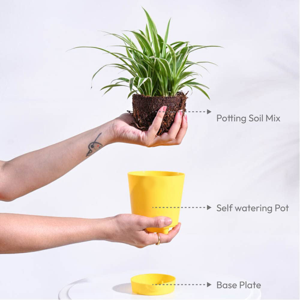 Chlorophytum Spider Plant