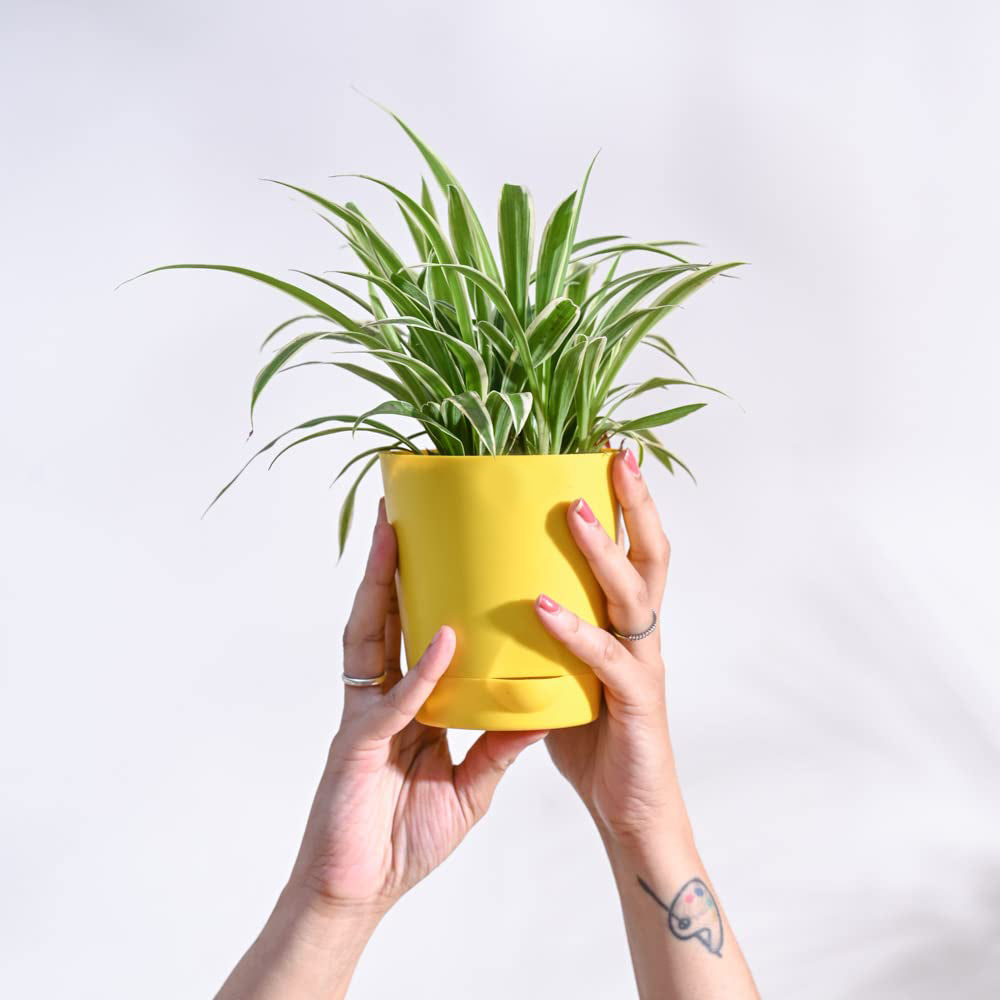 Chlorophytum Spider Plant