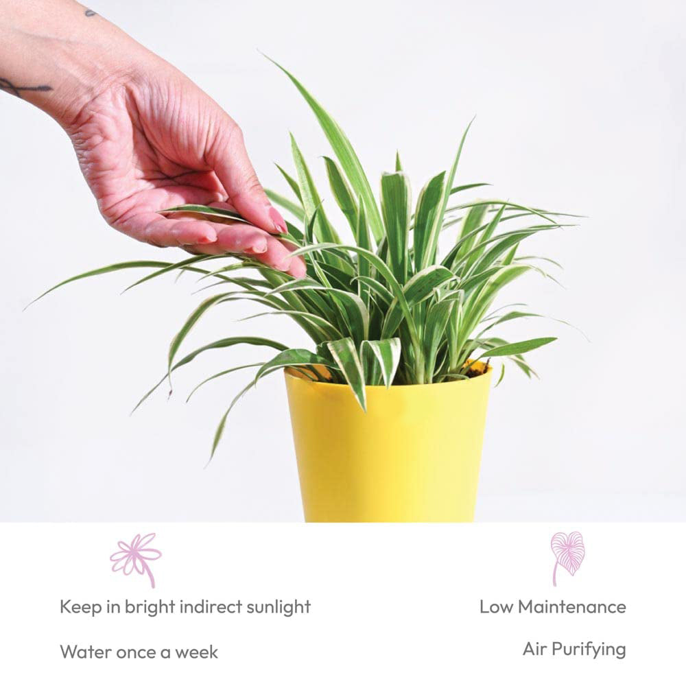 Chlorophytum Spider Plant