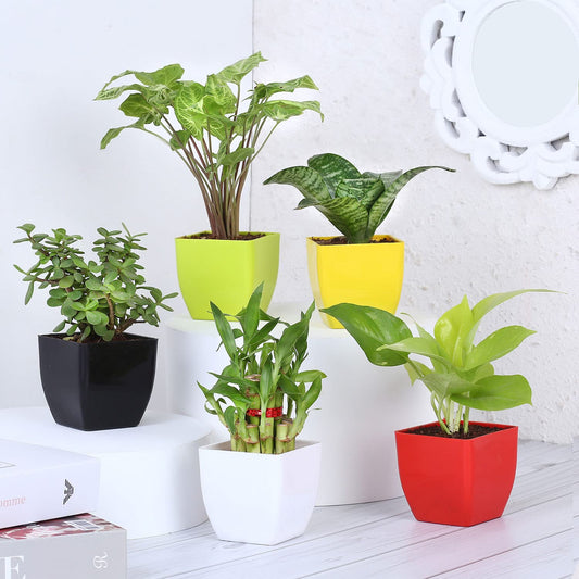 5 Indoor Plants in Multicolor Plastic Pot For Airpurifying Plants | Gift for Birthday Home Dcor