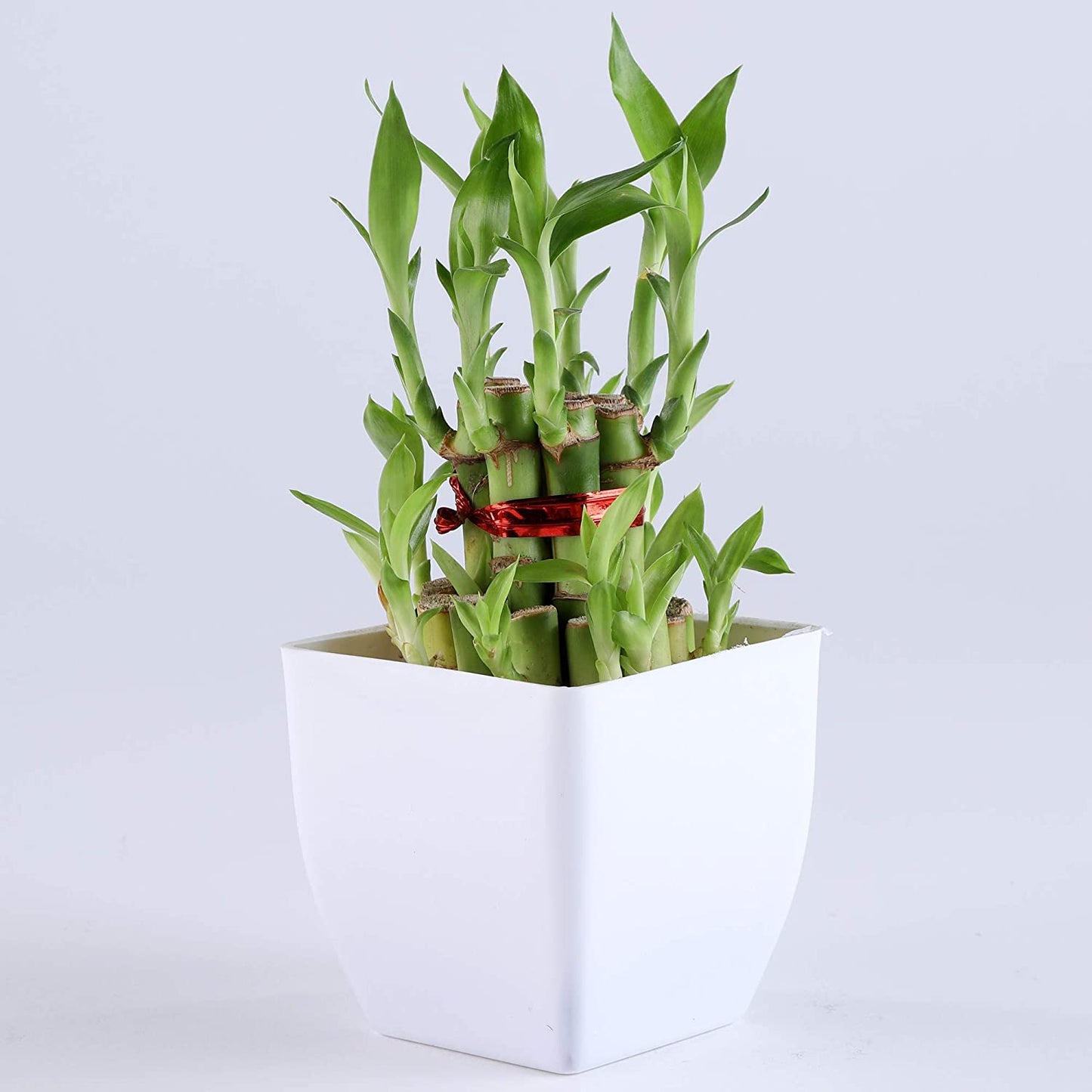 5 Indoor Plants in Multicolor Plastic Pot For Airpurifying Plants | Gift for Birthday Home Dcor