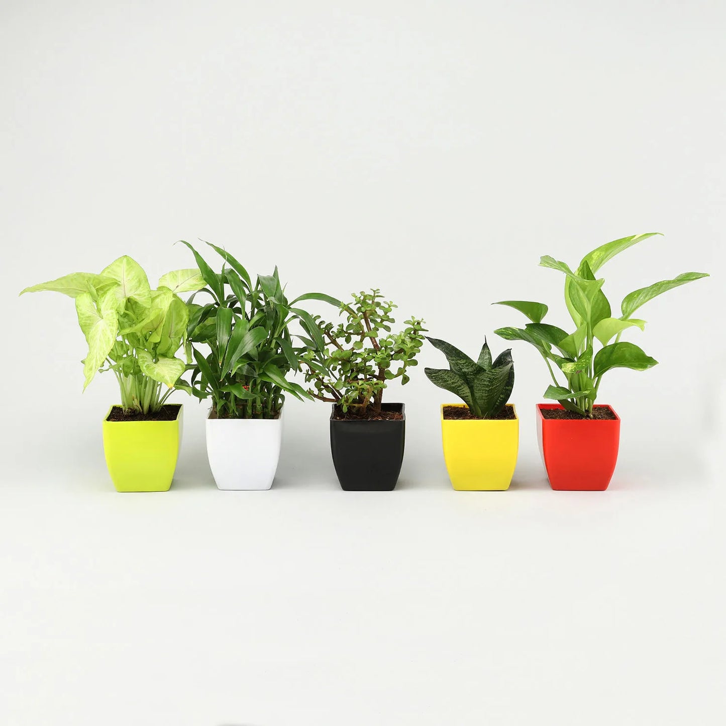 5 Beautiful Live Indoor Plants Set With Pot