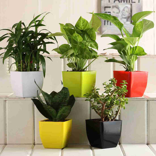 5 Beautiful Live Indoor Plants Set With Pot