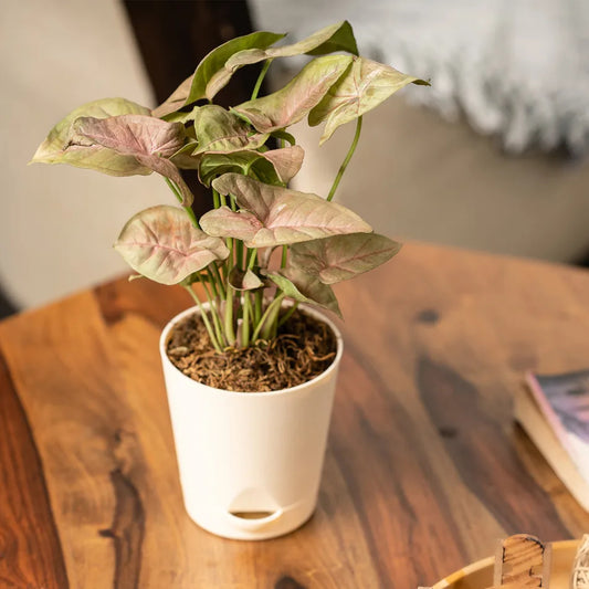 Syngonium Pink Plant