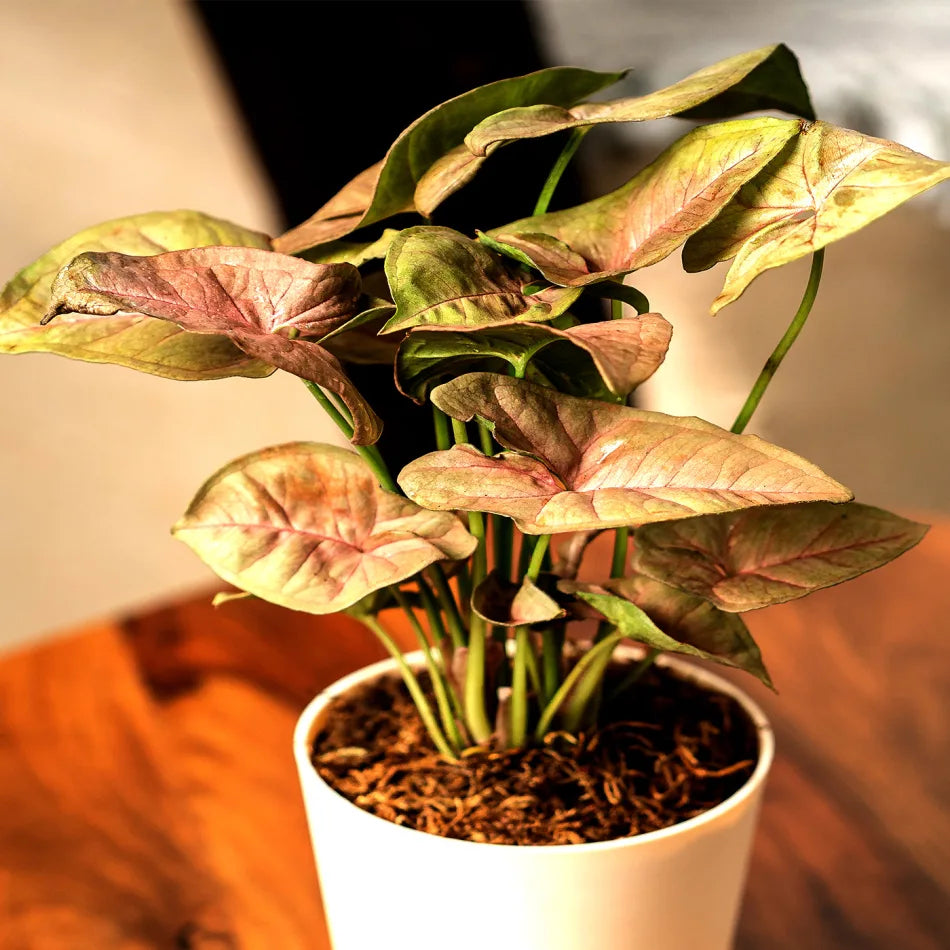 Syngonium Pink Plant
