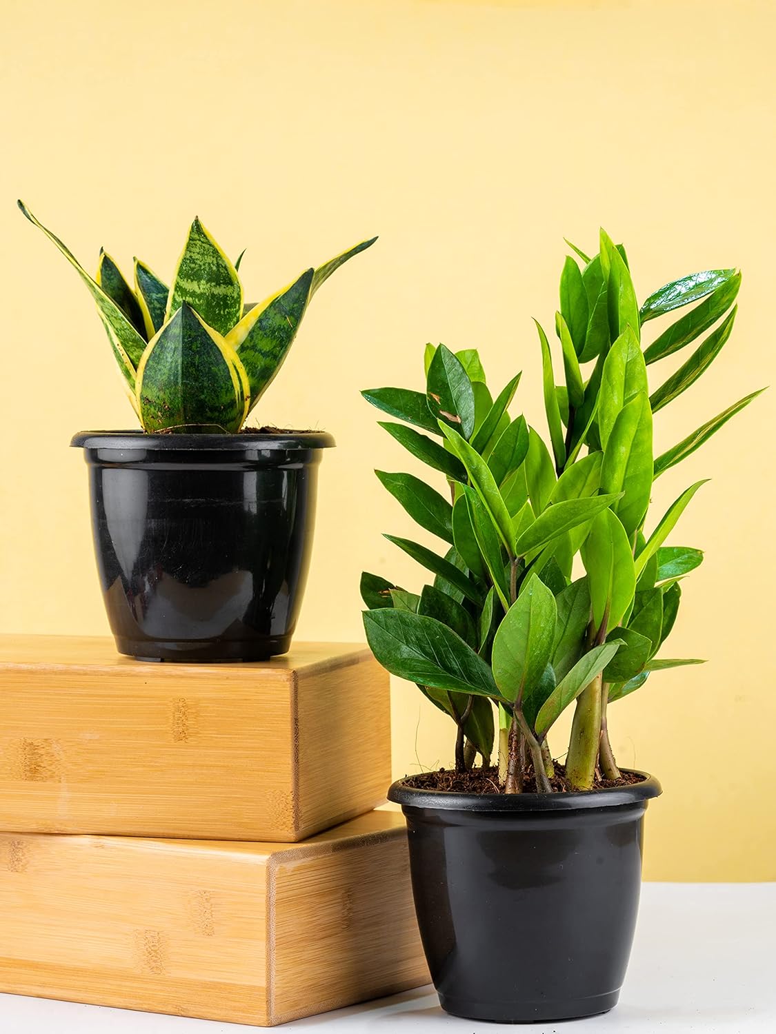 Air Purifier Plants Combo (ZZ & Snake Plant)