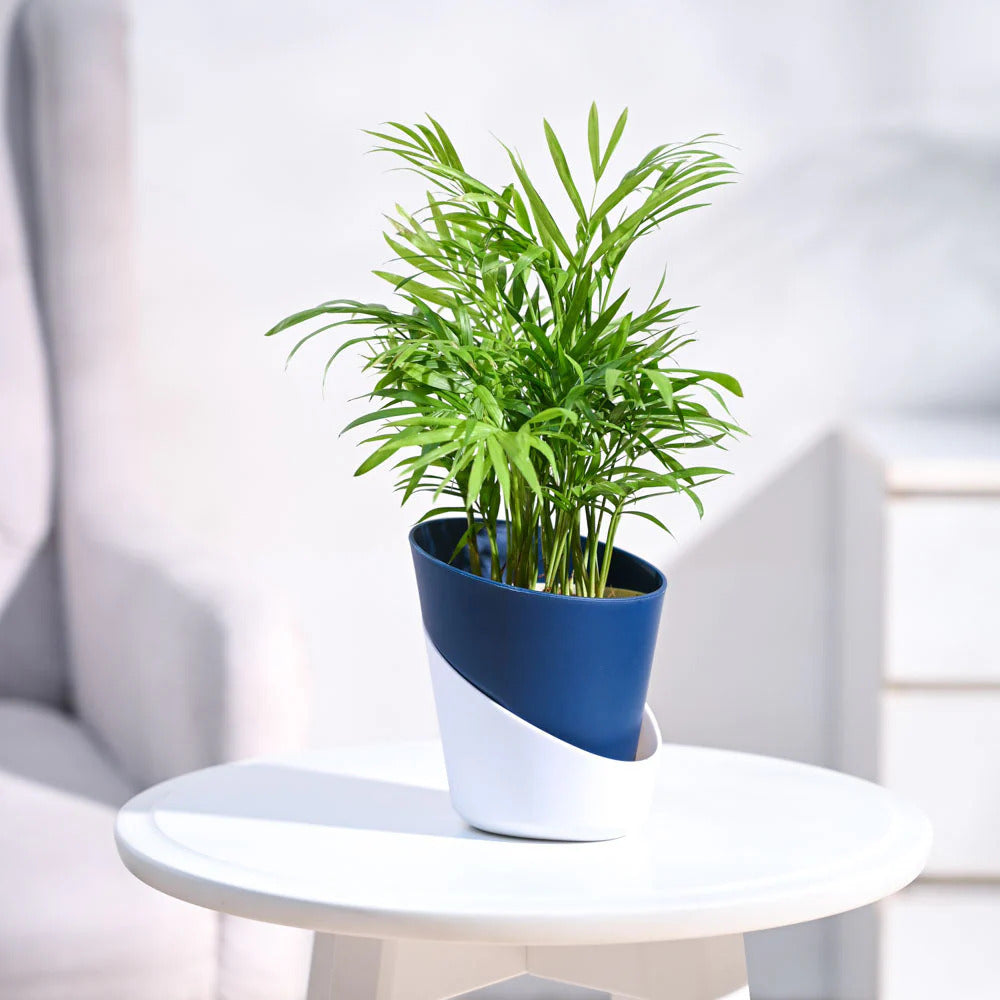 Bamboo Palm Plant With Pot