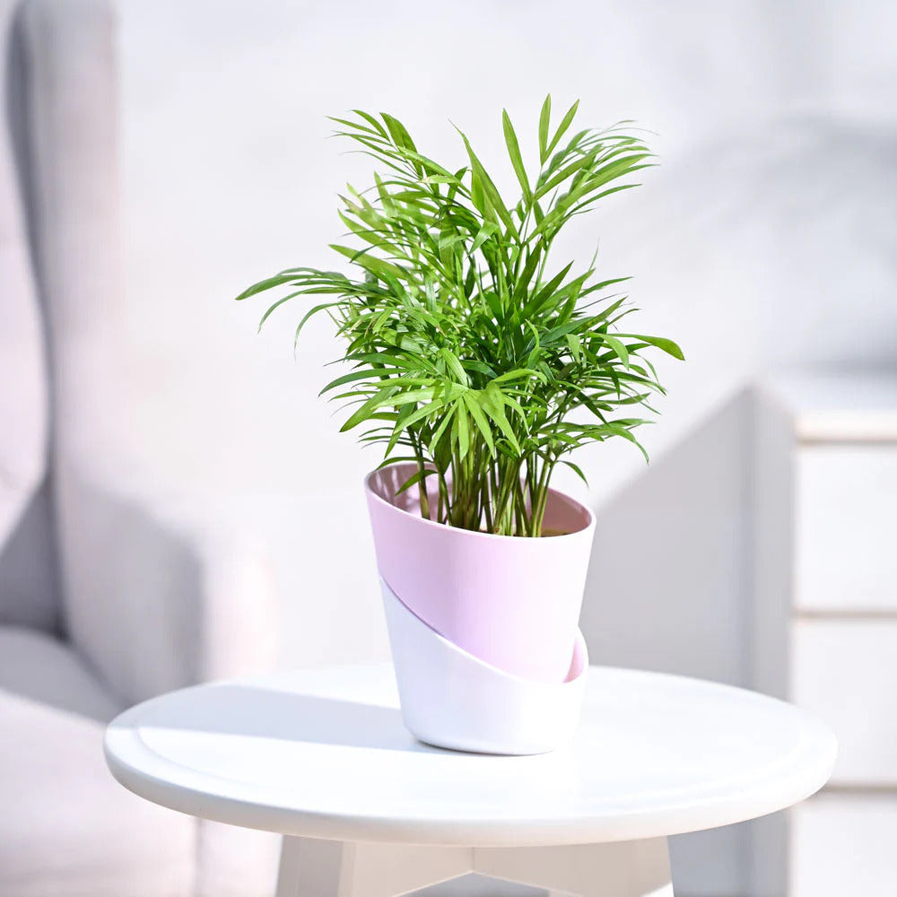 Bamboo Palm Plant With Pot