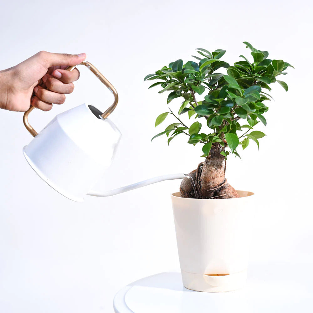 Ficus Bonsai Plant With Pot