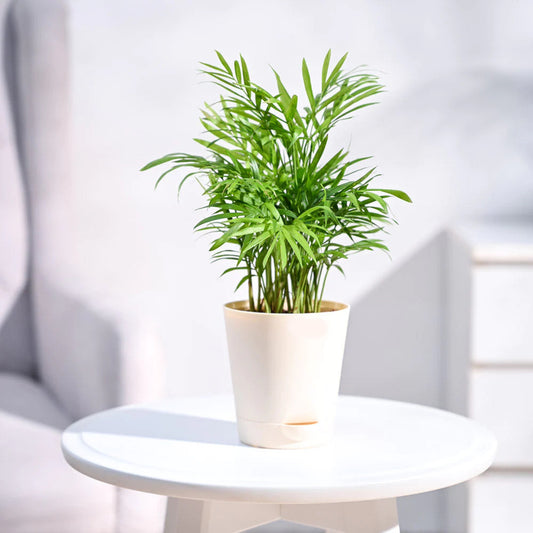 Bamboo Palm Plant With Pot