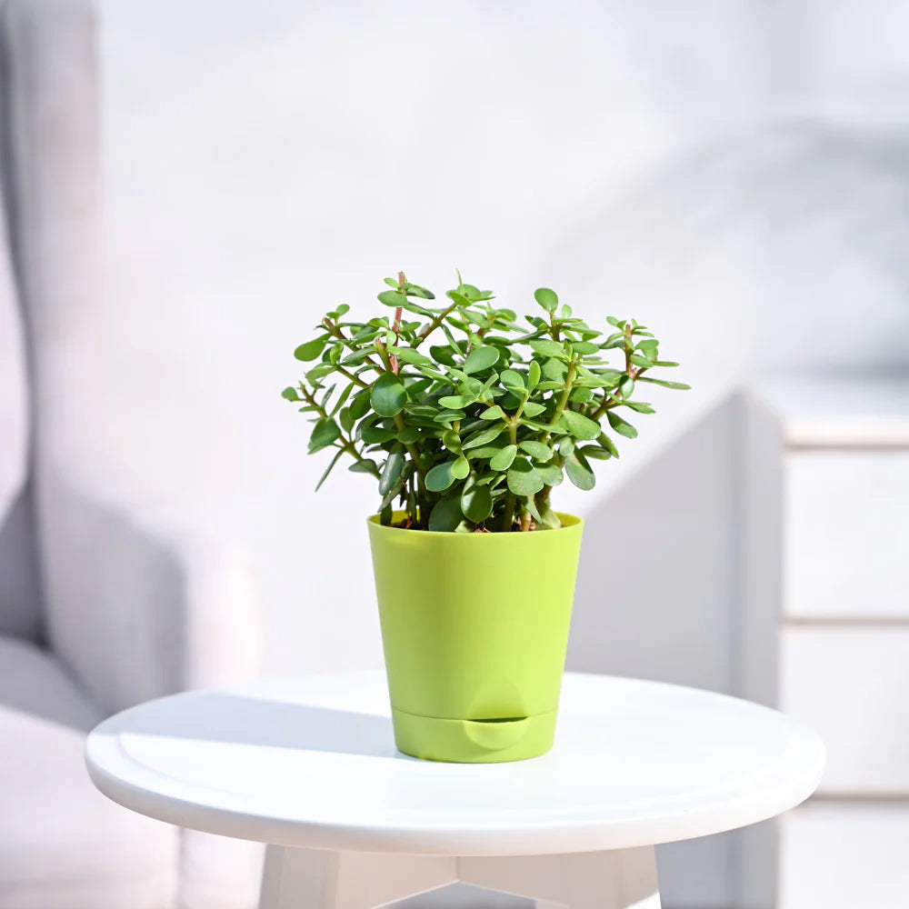 Jade Plant Mini With Pot