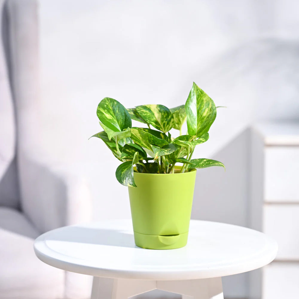 Money Plant Variegated With Pot