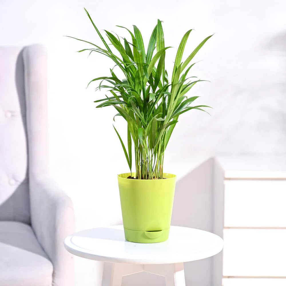 Areca Palm Plant