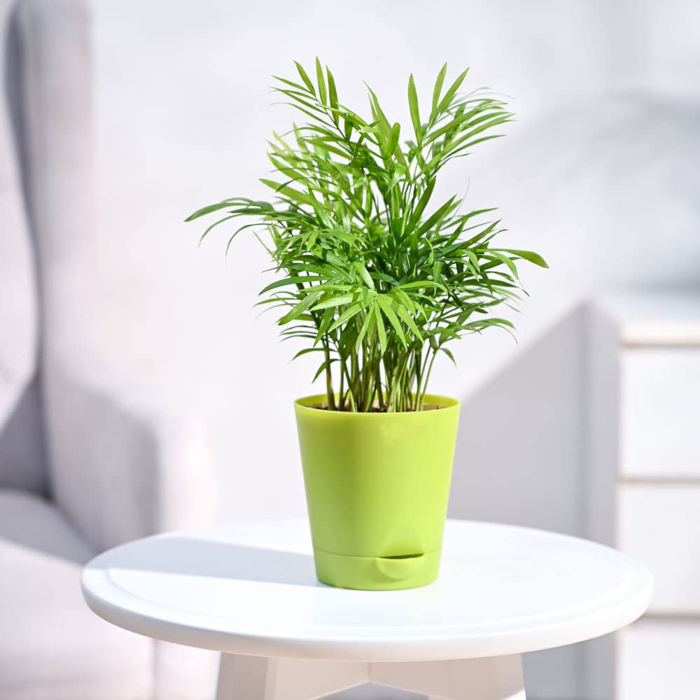 Bamboo Palm Plant With Pot