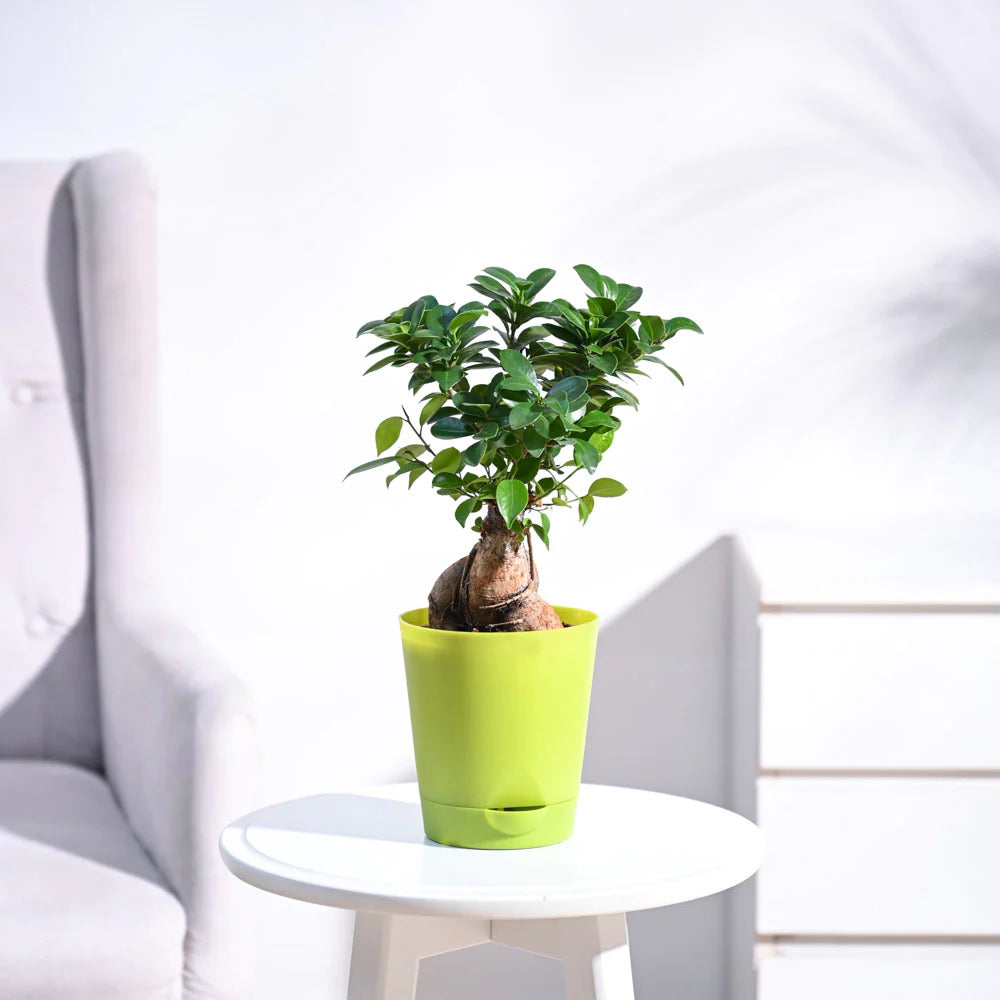 Ficus Bonsai Plant With Pot