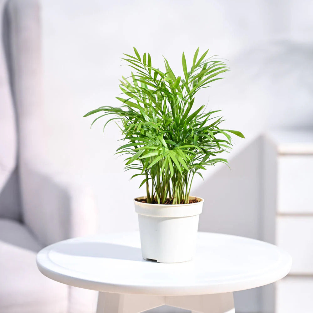 Bamboo Palm Plant With Pot