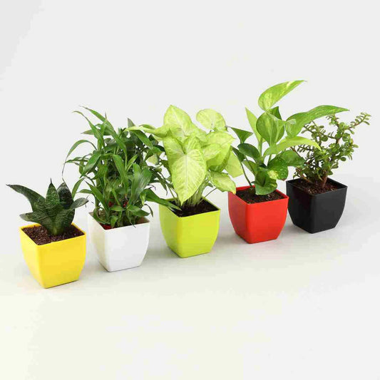 5 Beautiful Live Indoor Plants Set With Pot