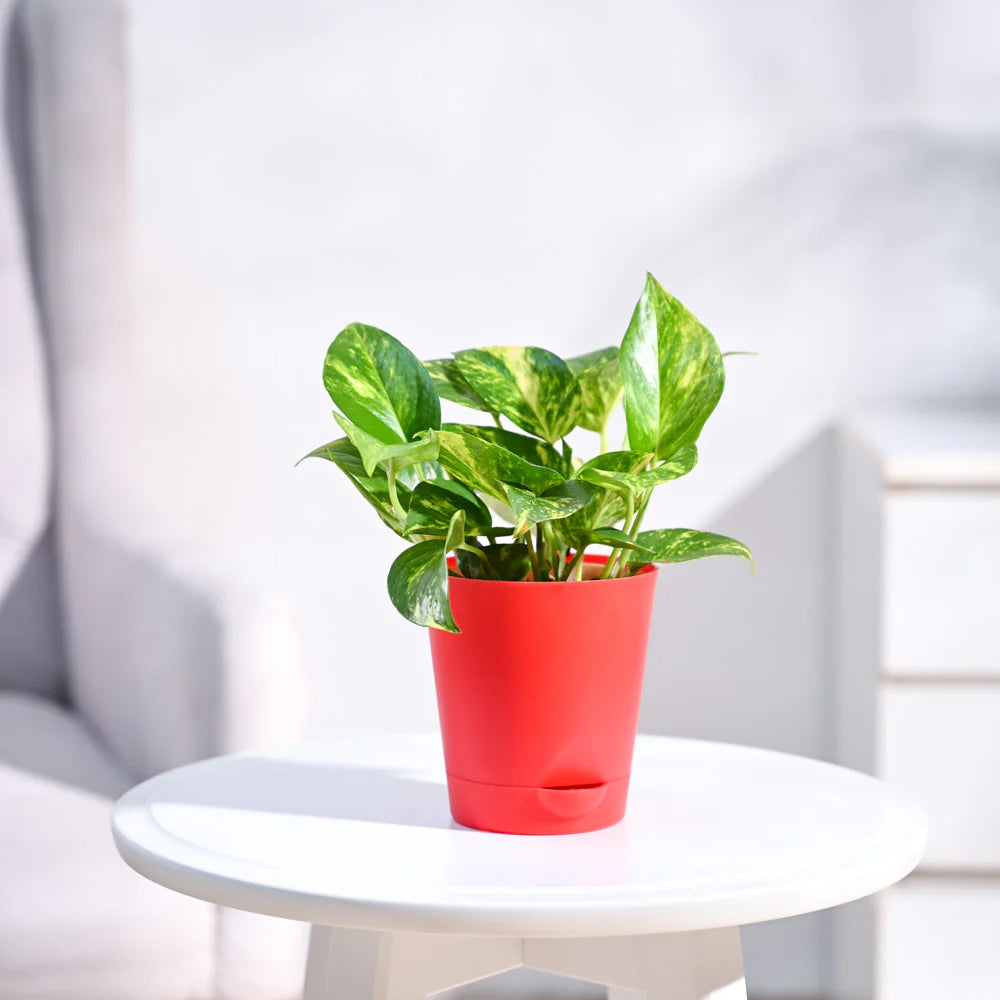 Money Plant Variegated With Pot