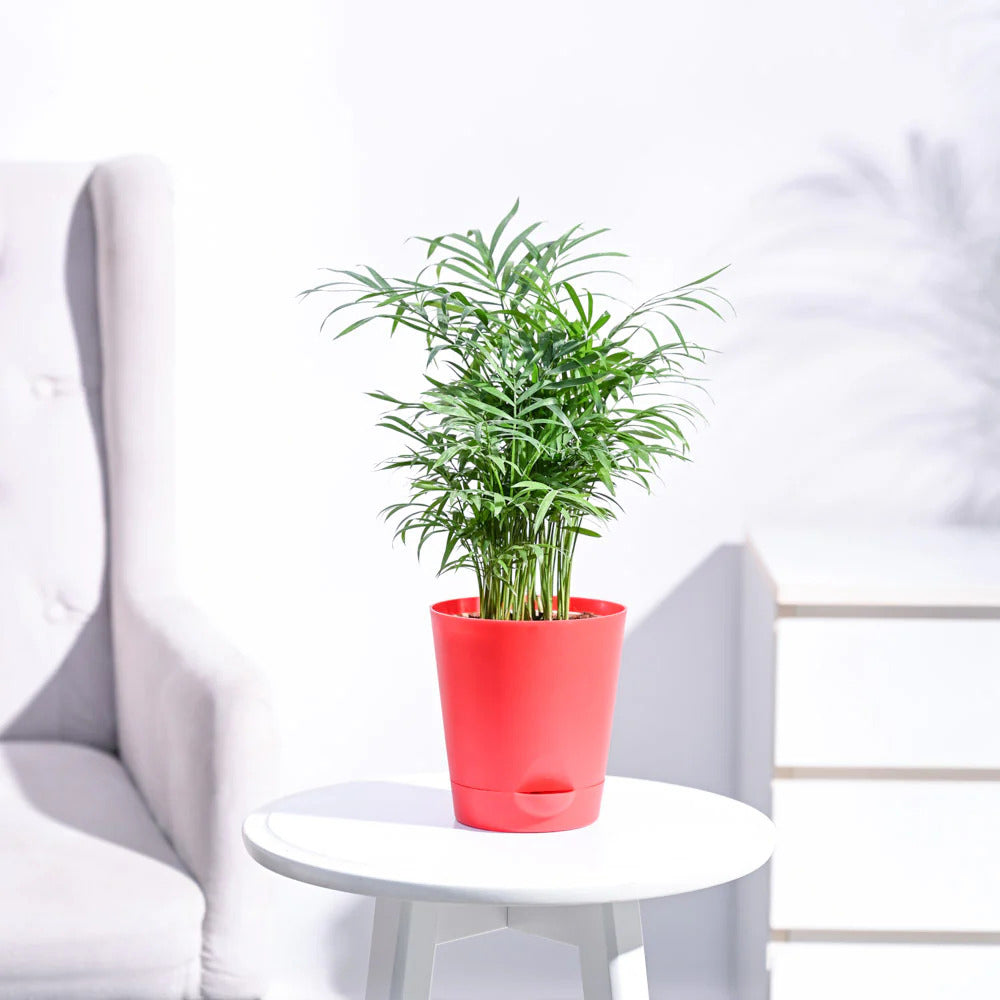 Bamboo Palm Plant With Pot