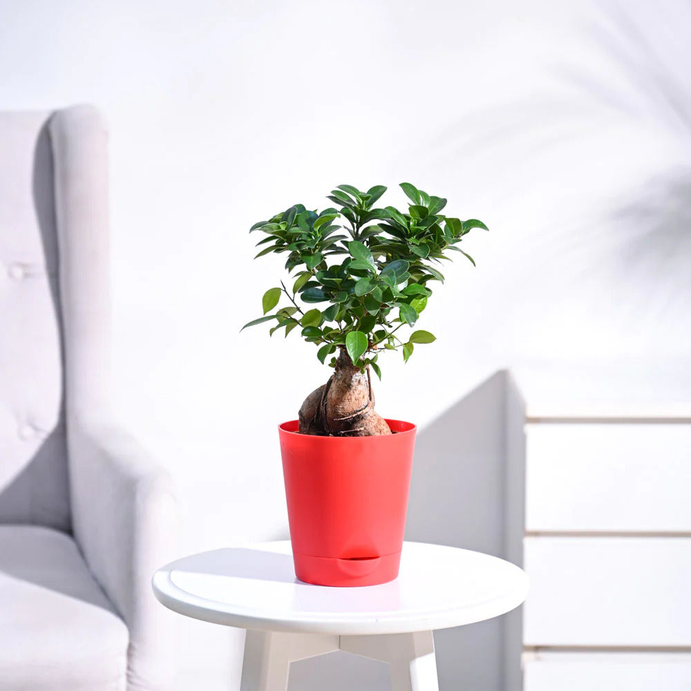 Ficus Bonsai Plant With Pot