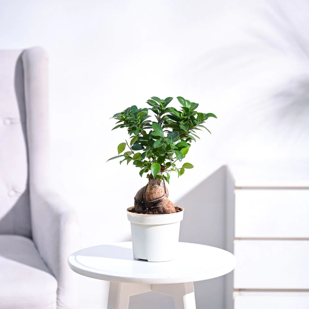 Ficus Bonsai Plant With Pot