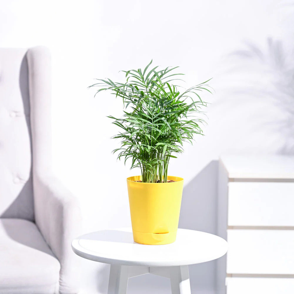 Bamboo Palm Plant With Pot