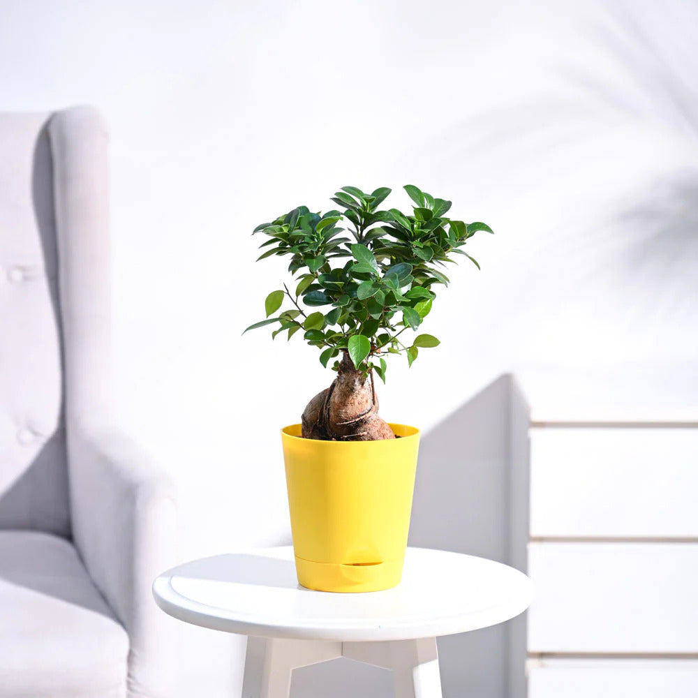 Ficus Bonsai Plant With Pot